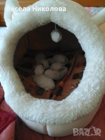 Продаваме сиамски котета , снимка 3 - Сиамска - 53921158