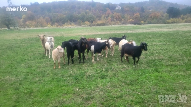 Продават се кози., снимка 4 - Кози - 52392788