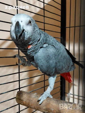 Мъжко кралско жако, снимка 3 - Папагали - 53627442