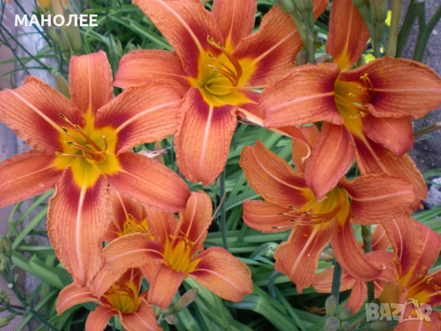 ХЕМЕРОКАЛИС