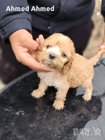 Кокер шпаньол , снимка 6 - Кокер шпаньол - 54116124