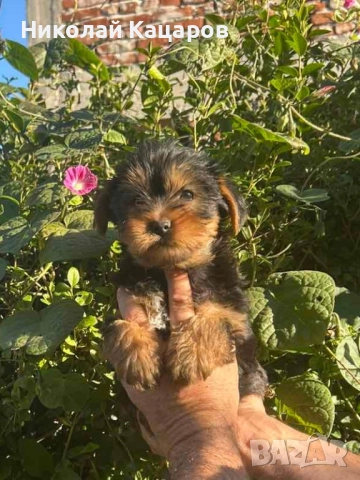 Йоркширски териер , снимка 6 - Йоркширски териер - 52536609