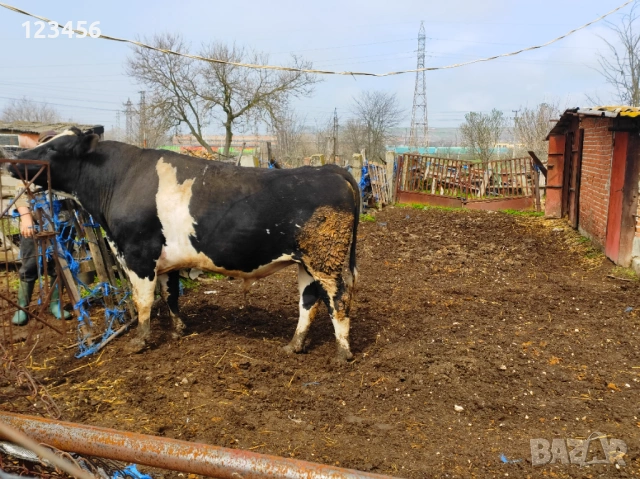 Продавам бик  4 евро/кг, снимка 2 - Крави - 53874445