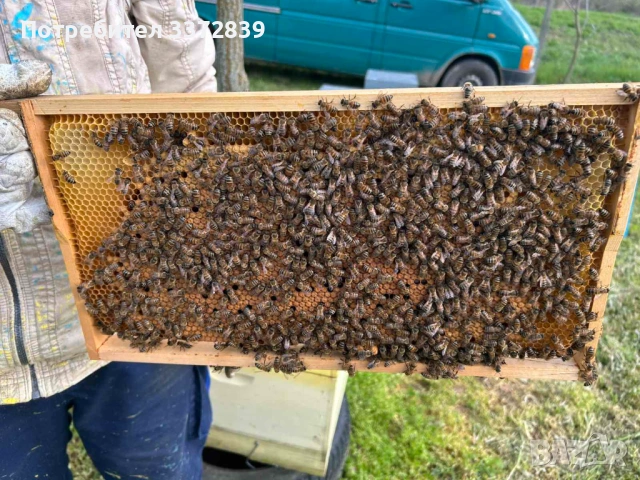 Продавам пчелни семейства и отводки