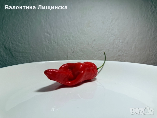  резервиране на разсад от люти чушки, снимка 7 - Разсади - 51981708