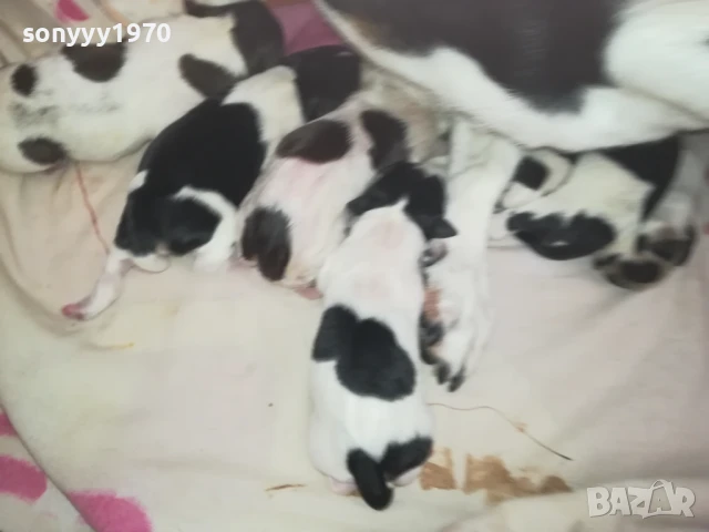 ДЖАК РЪСЕЛ БЕБЕТА 1408250720, снимка 2 - Джак ръсел териер - 51360990