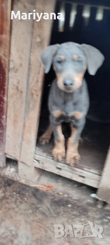 Продавам родословни добермани , снимка 18 - Доберман - 52585726