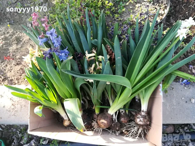 зюмбюл с луковица в саксия с почва 1004251448, снимка 5 - Градински цветя и растения - 49845811