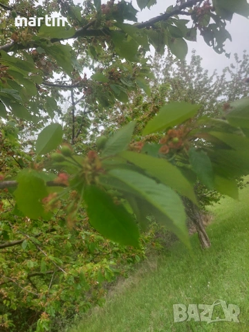 Косене и почистване тревни площи, снимка 2 - Почистване на домове - 54298574