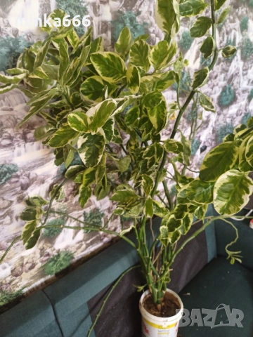 Голяма еуфобрия педилантус