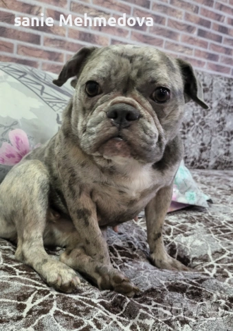 Френски булдог на 2год, снимка 3 - Френски булдог - 53342939