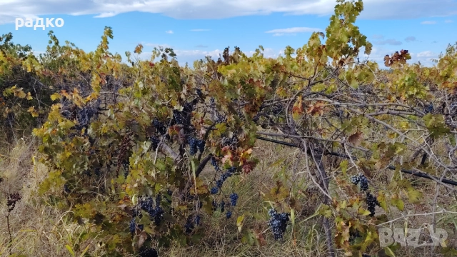 Лозе и нива до Пловдив, снимка 7 - Земеделска земя - 52655866
