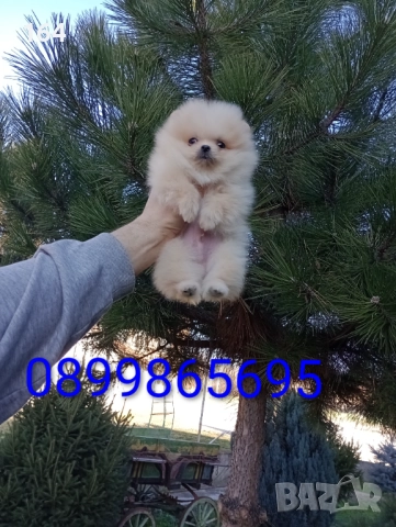 Мини момиченце. Померан., снимка 3 - Померан - 52932942