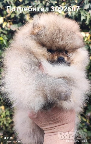 Померан момче, снимка 4 - Померан - 53697903