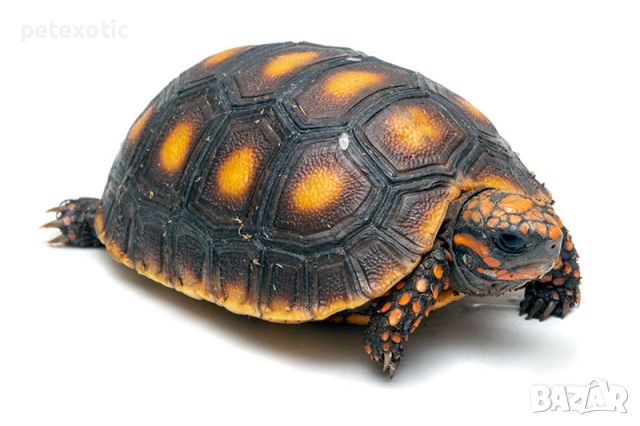 Червенокрака Костенурка Карбонария Голяма - Red-footed tortoise, Chelonoidis carbonarius, снимка 8 - Костенурки - 46455386