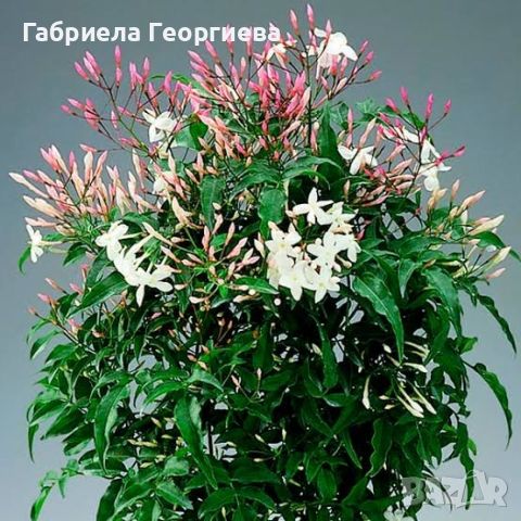 Многоцветен жасмин , снимка 1 - Градински цветя и растения - 46004515