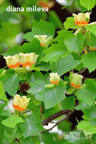 Лириодендрон, Лирово дърво, Liriodendron tulipifera, снимка 1