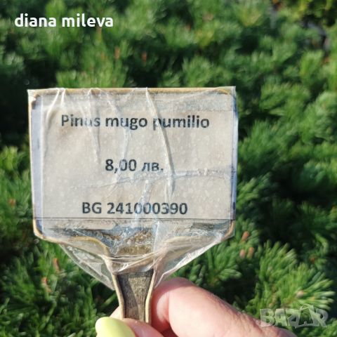  Pinus Mugo Mughus, Клек, снимка 12 - Градински цветя и растения - 40696492