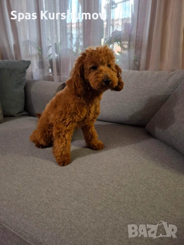 Продавам мажки пудел, снимка 4 - Пудели - 54167354