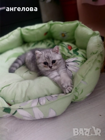 Сребърна чинчила , снимка 9 - Британска късокосместа - 53581047