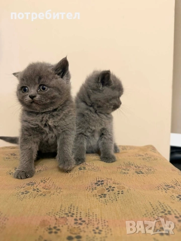 БРИТАНСКИ КОТЕТА, снимка 6 - Британска късокосместа - 54272248