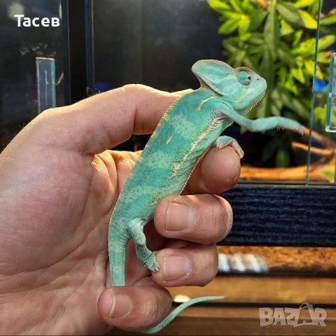 Йеменски хамелеон 