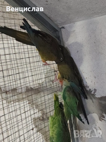 продавам папагали , снимка 2 - Папагали - 54076260