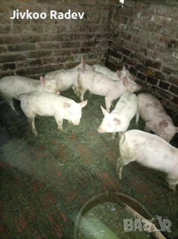 Прасенца, снимка 2 - Прасета - 53292944