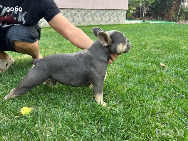 Мъжки френски булдог , снимка 4 - Френски булдог - 51184275