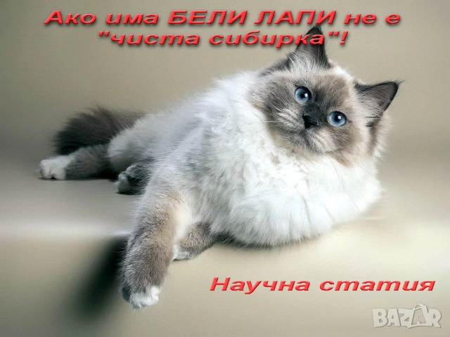Писмени консултации за котки, котета и котараци, научни статии за публични издания, снимка 2 - Проекти - 49097324