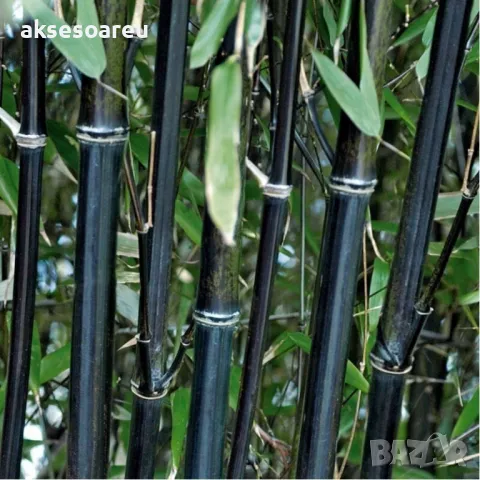 100 нови висококачествени семена Студоустойчив черен бамбук от САЩ за Декорация на дома и Градината , снимка 4 - Сортови семена и луковици - 49728001