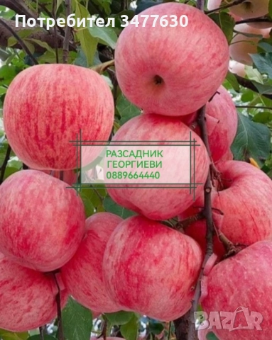 МИНИ (КОЛОННИ) ОВОЩНИ ДРЪВЧЕТА, снимка 16 - Градински цветя и растения - 47081860