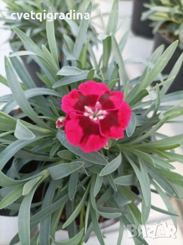 Цикламен карамфил с тъмно око, снимка 3 - Градински цветя и растения - 52815092