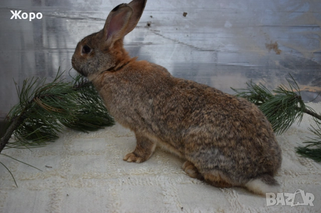 Зайци за разплод, снимка 4 - Други животни - 53611714