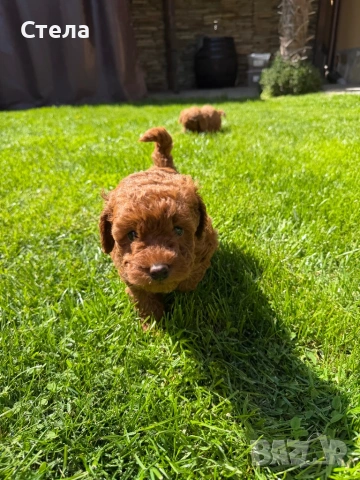 Пудел, снимка 2 - Търси партньор - 54266797