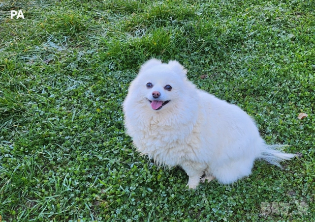 Продавам женски померан 