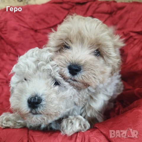 малтипу , снимка 4 - Пудели - 53601593