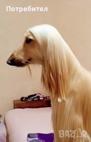 Афганистанска хрътка, снимка 5 - Хрътка - 52278095