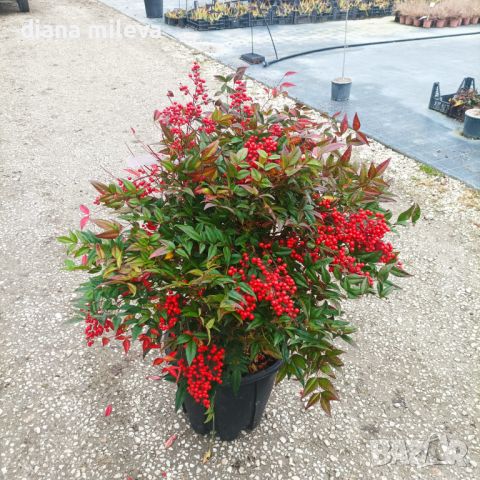 Нандина Доместика / Nandina Domestica , снимка 5 - Градински цветя и растения - 46248708