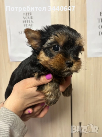 Женско йорки , снимка 8 - Йоркширски териер - 53797849