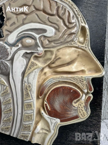 Соц Анатомичен Модел на Човешки Череп, снимка 2 - Антикварни и старинни предмети - 51677598