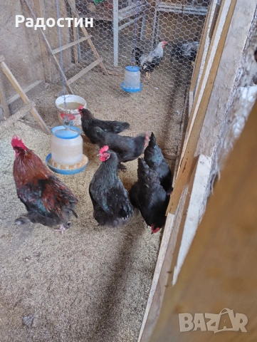 Черен маран оплодени яйца , снимка 6 - За птици - 53922801