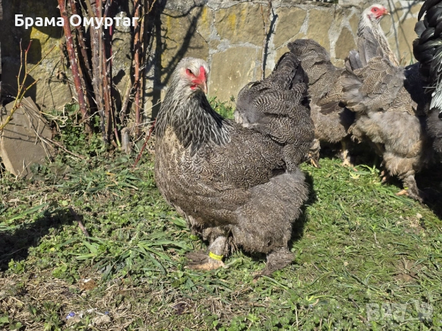 Продавам разплодни яйца от Сребърна Брама [Dark Brahma], снимка 2 - Кокошки и пуйки - 53811097