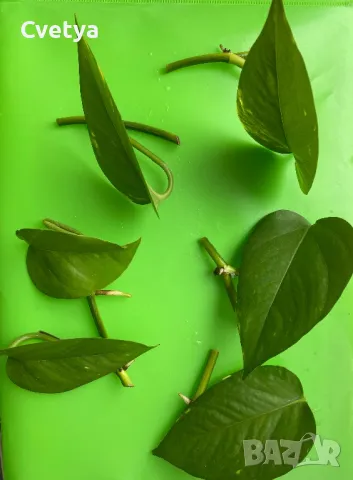 Jade Pothos -Вкоренени резници, снимка 2 - Стайни растения - 49266926