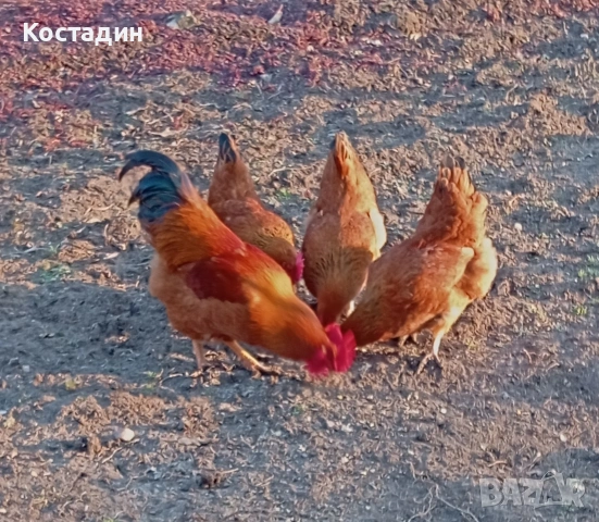 Разплодни яйца , снимка 3 - Кокошки и пуйки - 53141987