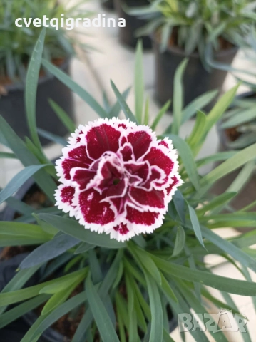 Двуцветен карамфил, снимка 3 - Градински цветя и растения - 52814290