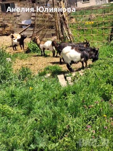 Мини холандцки козички, снимка 7 - За селскостопански - 54283112