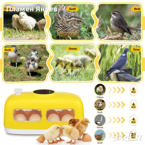 Автоматичен инкубатор за 8 яйца, снимка 4 - За птици - 53235825