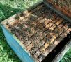 Продавам пчелни семейства, снимка 1 - За пчели - 45374354