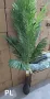 Финикова палма Код P360, снимка 2